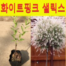 (D소망)무늬버들(화이트핑크샐릭스)삽목1년포트 7그루, 1개