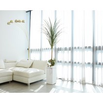 서울 경기 고급 VIP 특대형 드라코, 1개