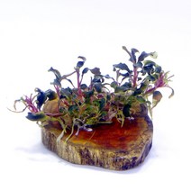 부세파란드라 케다강, 단품