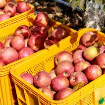 [산지직송] 경북 의성 사과 3kg(12∼14과)