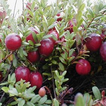 크랜베리/삽목2년포트(4개묶음)/묘목/d0128