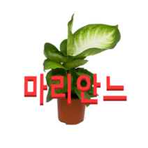 (성실농원A)마리안느(디펜바키아) 화분(소) 2그루