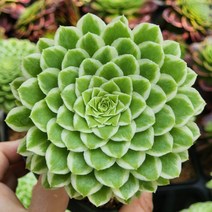 다육식물 (에어니엄 아이스) 2개 랜덤발송, 1개