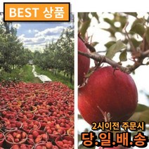 비엘팩토리 경북 의성 당도선별 세척사과 2kg 3kg, 3kg 중과, 1개