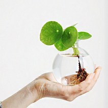 펫플랜트 필레아페페 수경재배 세트(필레아페페+코르크유리화병+대나무티홀더받침대), A01필레아페페+코르크유리화병+대나무티홀더받침대, B02대_티홀더(브라운)