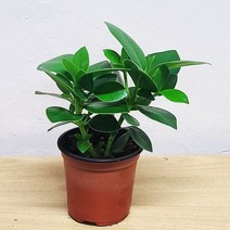 키우기 쉬운 식물 크루시아 소품 클루시아 미니화분 실내공기정화식물, 1개