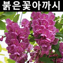 붉은꽃아까시 실생2년 뿌리(특) 1개/나무 묘목/활엽수/정원용