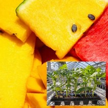 노마진 가정원예용 우리집 망고수박 흑피애플수박 모종 텃밭, FREE, 망고수박모종20주