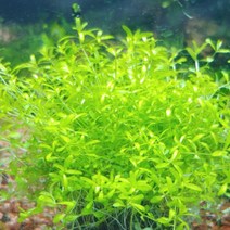 (중경/포인트 수초) 펄그라스/hemianthus micranthemoides (10촉)-초보자수초