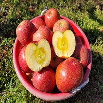미스터 껍질째먹는 꿀사과 부사 가정용 흠집사과 못난이사과 5kg 10kg, 1. 소과 5kg (24-28과)