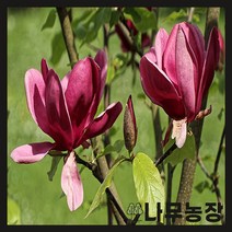 (나무농장) 목련나무 얀테잔디 접목1년 묘목