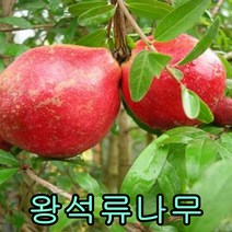 슈퍼왕석류나무 삽목2년 1그루+왕대추 접목1년 1그루 나무 묘목 나무판매 묘목판매