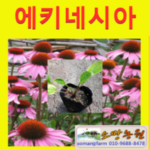 (D소망)에키네시아 7치화분 1개 색상랜덤