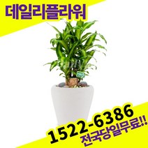 행운목 개업축하화분배달 개업식 개업선물 식당 카페 개원 집들이 승진 취임 부임 영전 전국당일 실내관엽식물 배송