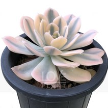 [꽃사랑식물나라] 마케베니아금 다육이 공기정화식물 식물키우기 화분