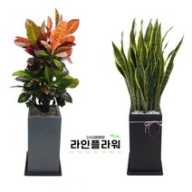 성남꽃배달 성남꽃집 개업화분, 회색, 고무나무