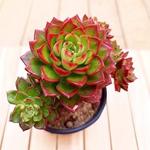 레티지아 다육 키우기 수월한 가을다육이1큰3-30, 단품, 1개