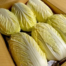 쌈배추 속이 노란 알배기배추 12통 한박스
