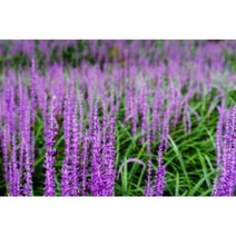 맥문동 종근 30주