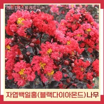 배롱나무 묘목 자엽백일홍(블랙다이아몬드) 적색 베스트레드 5치포트 2개
