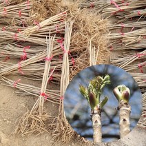 두릅나무 1주 민두릅나무 묘목 80cm전후 두룹 민두룹, 1개