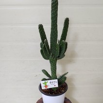 [성심] 만세선인장(중-50~55cm)128