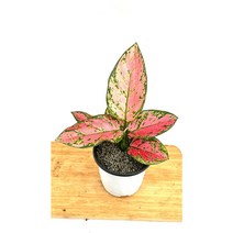 [골든플랜트]아글라오네마 엔젤 (무기물) 레드&핑크발렌타인 레드와핑크색상이섞여있음, 1개