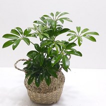 식물 키우기 쉬운식물 실내 공기청정 식물 홍콩야자