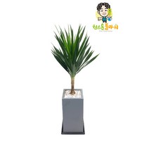 드라코 관엽 실내관엽식물 승진 개업 공기정화 축하화분, 관엽 - 드라코(기본형), 지방 구 단위 지역(배송비 1만원 추가)