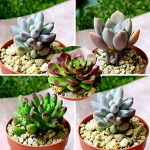 다육e닷컴 다육이 거미바위솔