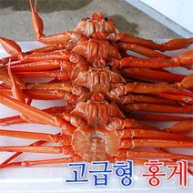제철 홍게 자숙 생물 박달 연지홍게, 최고급 홍게 4KG (8~10마리)