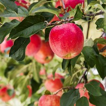 옥이네사과 이온수로 세척한 경북사과 청송 문경 세척사과 2.5kg, 5kg_중소과23-27과(개당200g내외)