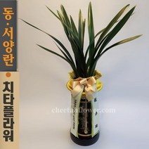 치타플라워 동양란 산천보세 (db04-A) 승진 개업 축하 난 동양난 영전 취임 생일 선물 화분 전국 꽃배달