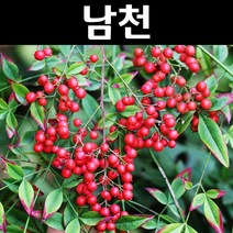 남천 나무 묘목 키1.2m 1개/정원/공원/조경수