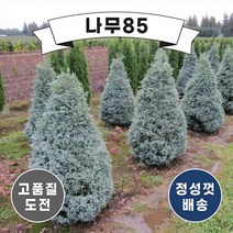 (나무85) 블루버드 나무 묘목 포트, 3. 블루버드 50cm 내외 분