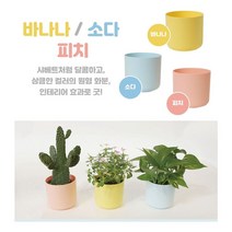 제이트리플라팜 샤베트화분 1호 125개 세트 미니 다육이 원형 분갈이 저면관수 아이디어 소형 인테리어 스틱+jaytreㄷ, 선택_바나나