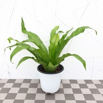 도희씨네 정원>> 초록초록 아비스 고사리 069″ class=”wr-img”></a></div></p></div></p></div></p></div><div class=