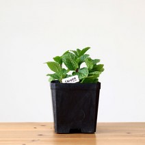 스피아민트 식용허브 화분, 화분 1개＋팻말 1개