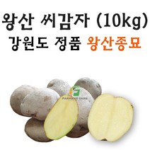 [강원도 정품 왕산종묘] 두백 씨감자 10kg 찐감자 쪄먹는 감자 분감자 두백 왕산 감자씨 햇감자, 두백(왕산종묘 분감자 쪄먹는감자) 10kg
