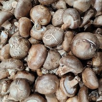 참나무표고버섯 저렴한 순위 보기