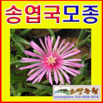 (G소망)사철채송화(송엽국)모종(포트) 10개