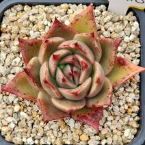 다육식물(파드마)랜덤발송, 1개