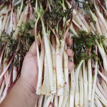 강원도 두릅 햇두릅 독활 겨울두릅 땅두릅 500g 2kg, 겨울 햇 땅두릅 500g, 1개