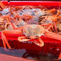 [프레쉬푸드] 구룡포 박달급 자숙 연지홍게 1.5kg 5-7미, 없음