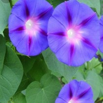 매화동 (50립)꽃씨앗 나팔꽃 블루 청색 씨앗 야생화 씨앗모음