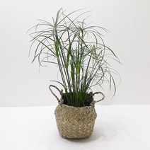 시페루스(소) 해초바구니 키우기쉬운식물, 본상품선택