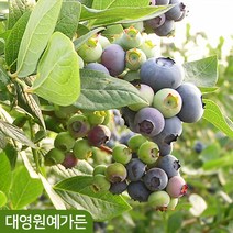 블루베리나무 8종 열매 유실수 과실수 꽃나무, 04. 브리지타 6치포트