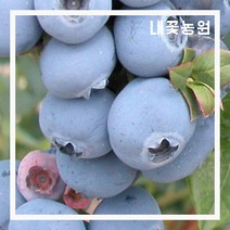 내꽃농원 블루베리 스위트하트 3년 포트