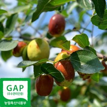 산지직송 국산 경산 햇 생 사과대추 고급형 GAP인증, 기본형_사과대추, 2kg, 1개