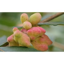 오배자(자연산 건조 천연구강건강)300G, 1
